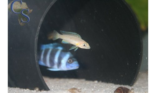 Neolamprologus nigriventris